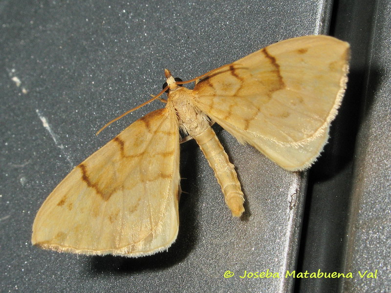 Gandaritis pyraliata - Geometridae